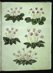Cyclamen purpurascens (prawdziwy fiolet alpejski); Cyclamen hederifolium (fiolet alpejski bluszczu)