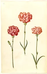 Dianthus caryophyllus (goździk ogrodowy)
