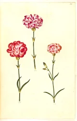 Dianthus caryophyllus (goździk ogrodowy)