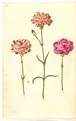 Dianthus caryophyllus (goździk ogrodowy)