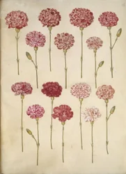 Dianthus caryophyllus (goździk ogrodowy)