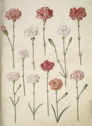 Dianthus caryophyllus (goździk ogrodowy)