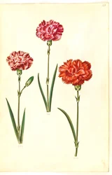 Dianthus caryophyllus (goździk ogrodowy)