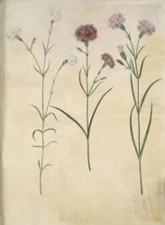 Dianthus plumarius (goździk z piór)