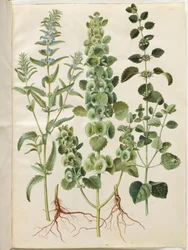 Dracocephalum moldavica (głowa mołdawskiego smoka); Moluccella spinosa (kubek z lejkiem wieżowym); Melissa officinalis (melisa)