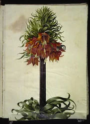 Fritillaria imperialis (cesarz koronny)