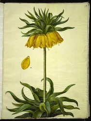 Fritillaria imperialis (cesarz koronny)