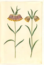 Fritillaria meleagris (jajo żmii pospolitej)