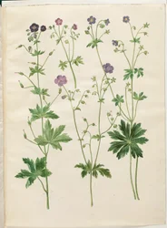 Geranium phaeum (dziób bociana w koronie fali); Geranium sylvaticum (dziób bociana drzewnego)