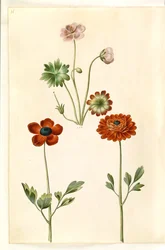 Geranium sanguineum striatum (stribet storkenæb); Ranunculus asiatica (ranunkel)