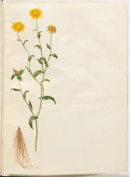 Uprawa Glebiona (gul okseøje)