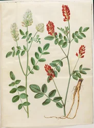 Hedysarum coronarium (czerwona sparceta koronowa)