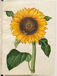 Helianthus annuus (słonecznik zwyczajny)