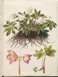 Helleborus niger (pospolita róża świąteczna)