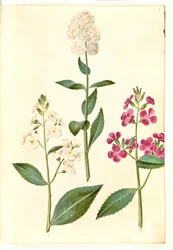 Hesperis matronalis (powszechna gwiazda wieczorna)
