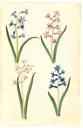 Hiacynt orientalny (hiacynt almindelig)