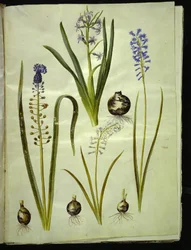 Hiacynt orientalny (hiacynt almindelig); Muscari comosum (duschiacyta); Brimeura amethystina (niebieski pirenejski)