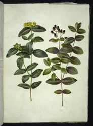 Hypericum androsaemum (dziurawiec zwyczajny)