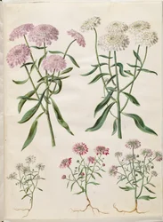 Iberis umbellata (kwiat łukowy); Iberis amara (kwiat gorzkiej kokardki)