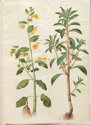 Impatiens noli-tangere (balsam wiosenny); Niecierpek balsamina (balsam miewa)