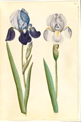 Iris ×germanica lub Iris ×sambucina (?) (kosaciec ogrodowy lub irys półkowy); Iris ×germanica (kosaciec ogrodowy)