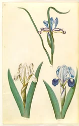Iris graminea (tęczówka trawiasta); Iris lutescens lub Iris pumila (?) (tęczówka karłowata lub niska tęczówka)