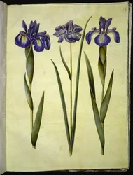 Iris latifolia (tęczówka angielska); Iris sibirica (kosaciec syberyjski)