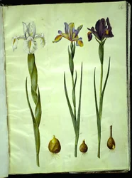 Iris latifolia (tęczówka angielska); Iris xiphium (hiszpański irys)