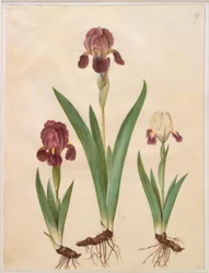 Irys ×lurida (tęczówka hybrydowa)