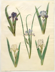 Iris pumila (niska tęczówka) lub Iris lutescens (tęczówka karłowata); Iris graminea (kosaciec trawiastolistny)