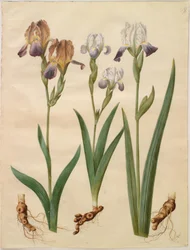 Iris ×sambucina (kosaciec półkowy); Iris ×amoena (hybryda tęczówki)