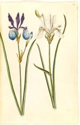 Iris sibirica (kosaciec sibiriskowy)