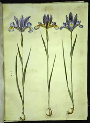 Iris xiphium (hiszpański irys)