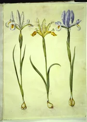 Iris xiphium (hiszpańska tęczówka) lub Iris latifolia (angielska tęczówka); Iris xiphium (hiszpański irys)