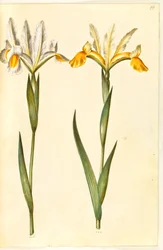 Iris xiphium, prawdopodobnie Iris latifolia (?) (hiszpańska tęczówka lub angielska tęczówka)