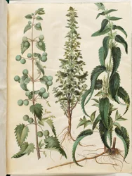 Kksgb2950/65 Pokrzywa zwyczajna (Romersk neelde); Pokrzywa palona (liden nelde); Pokrzywa zwyczajna (stor nelde)