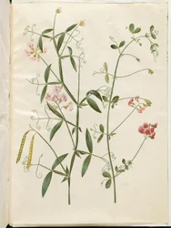 Lathyrus sylvestris (las płaski strąk); Lathyrus tuberosus (płaski strąk bulw)