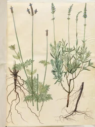 Lavandula multifida (kolec lawendowy); Lavandula angustifolia (prawdziwa lawenda)