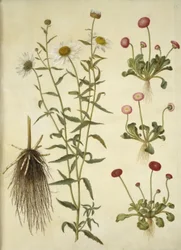 Leucanthemum vulgare (białe oko byka); Bellis perennis (pospolita stokrotka)