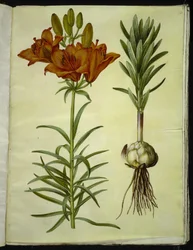 Lilium bulbiferum (lilia ognista)