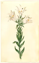 biała lilia (madonna-lilje)
