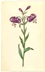 Lilium złotogłów (lilia wieniec)