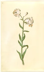 Lilium złotogłów (lilia wieniec)