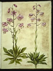 Lilium złotogłów (lilia wieniec)