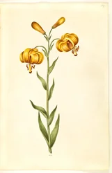 Lilium pyrenaicum (lilia pirenejska)