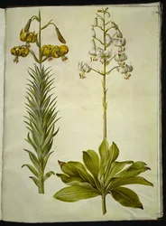 Lilium pyrenaicum (lilia pirenejska); Lilium złotogłów (lilia wieniec)