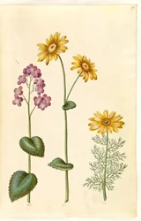 Roczny księżycowy (judaspenge); Doronicum pardalianches (hjertebladet gemserod); wiosenny Adonis (vår-adonis)