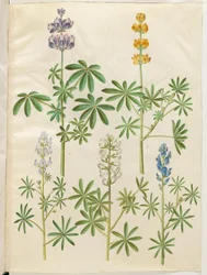 Wilk włochaty (blå lupin); Łubin żółty (łubin gulowy); Lupinus narrowfolius (łubin drobnolistny); Łubin biały (łubin biały)