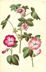 Malva sylvestris (koci ser zwyczajny); Lavatera trimestris (robak mameluków)