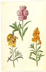 Matthiola incana (zimowa krowa); Erysimum cheiri (złoty)